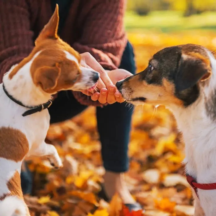 Chester's  dog treats -  Pumpkin & Flax Seed - Dog treats Chester treats