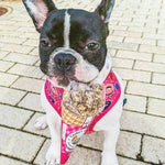 Cooka's Cookies - BEIJINHOS DE VACA - Little Beef Kisses - Natural Dog - Dogs Treats - PAWMART.ca