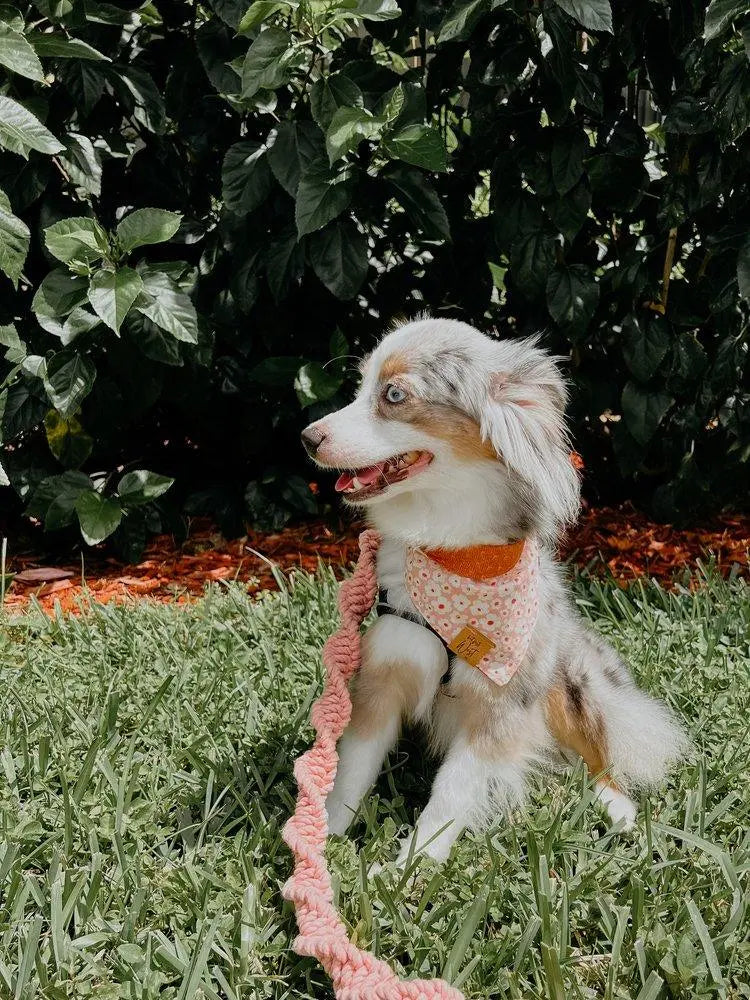 EMBER & IVORY - Macrame Leash - Bubblegum - Natural Leather Handle - PAWMART.ca