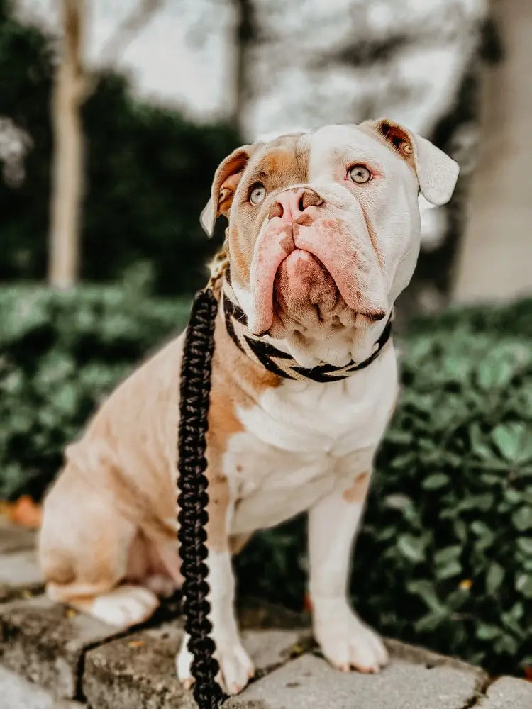 EMBER & IVORY - Macrame Leash - Ember - Spiral - Natural Leather Black Handle Ember & Ivory