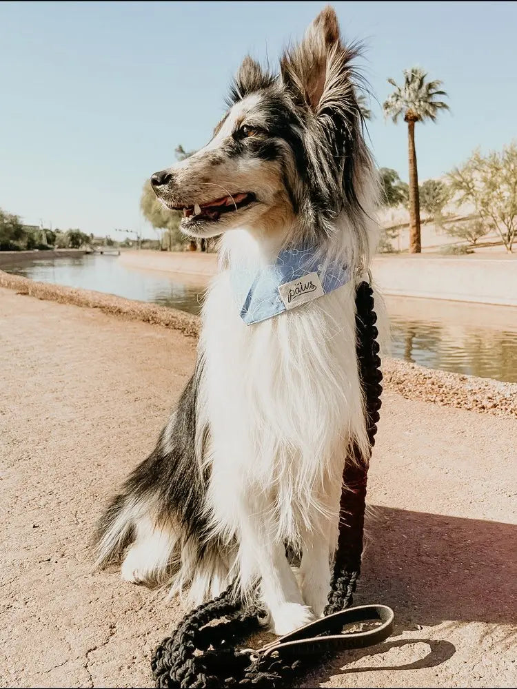 EMBER & IVORY - Macrame Leash - Ember - Spiral - Natural Leather Black Handle Ember & Ivory