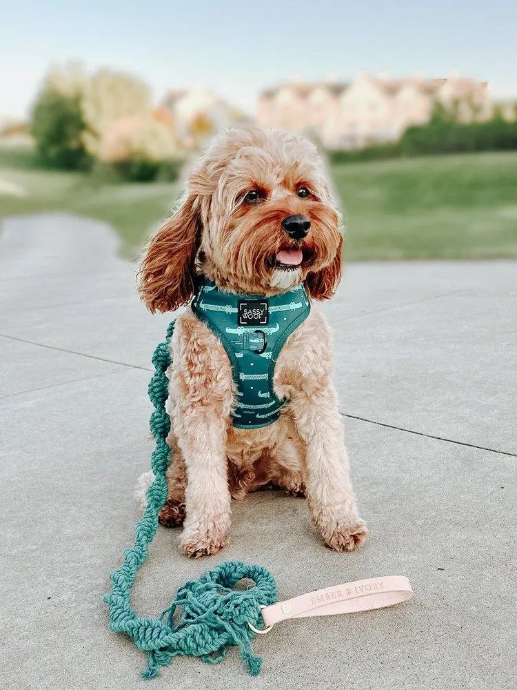 EMBER & IVORY - Macrame Leash - Jade - Spiral - Natural Leather Handle - PAWMART.ca