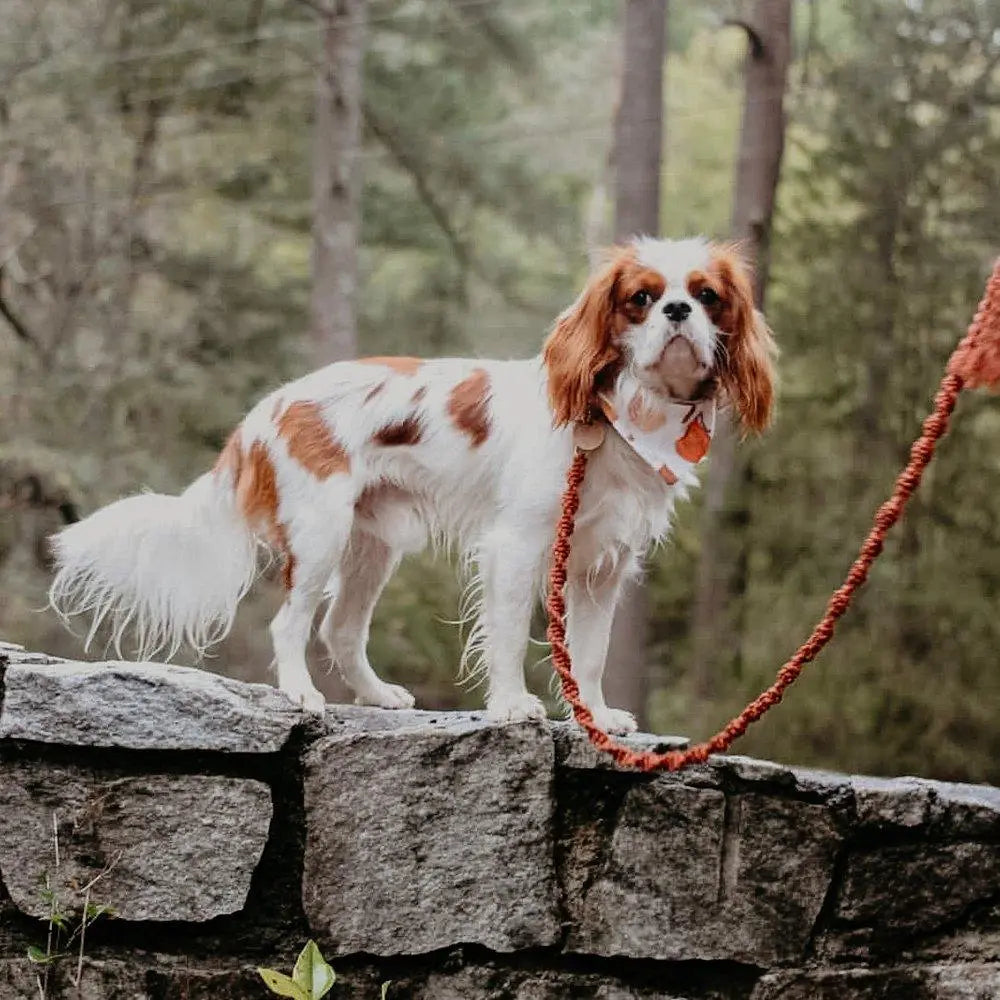 EMBER & IVORY - Macrame Leash - Rust - Spiral - Natural Leather Handle - PAWMART.ca