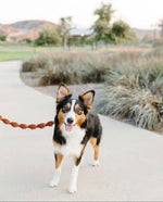 EMBER & IVORY - Macrame Leash - Rust - Spiral - Natural Leather Handle - PAWMART.ca