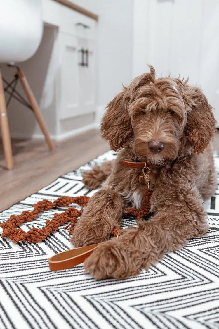 EMBER & IVORY - Macrame Leash - Rust - Spiral - Natural Leather Handle - PAWMART.ca