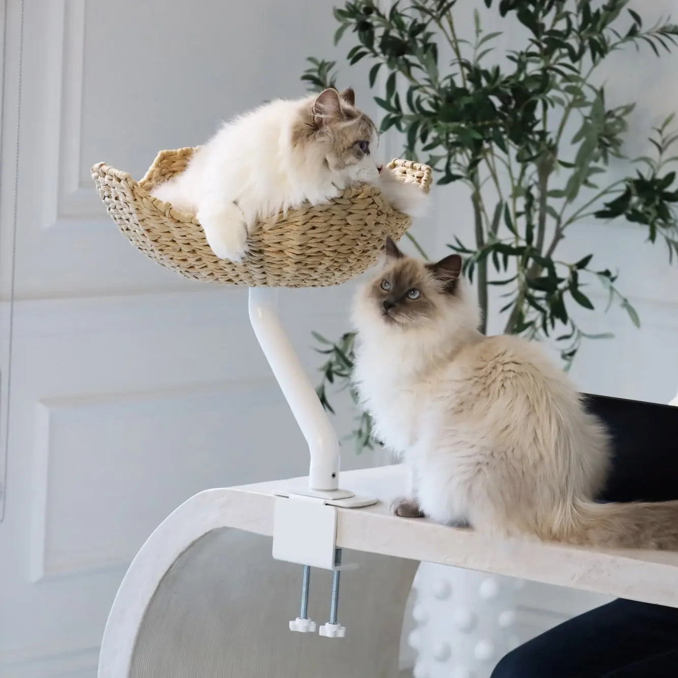 ERGO PURRCH - The Sustainable Desk-Mounted Cat Bed ERGO PURRCH INC