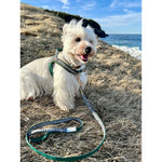 Fern dog collar Puccissimé Pet Couture