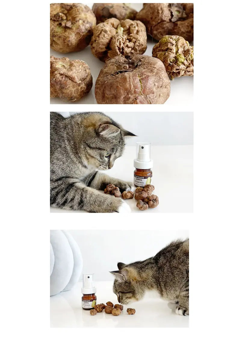 Freeze-Dried Silvervine Gall Fruit Hydrosol, 35 ML CATWANT