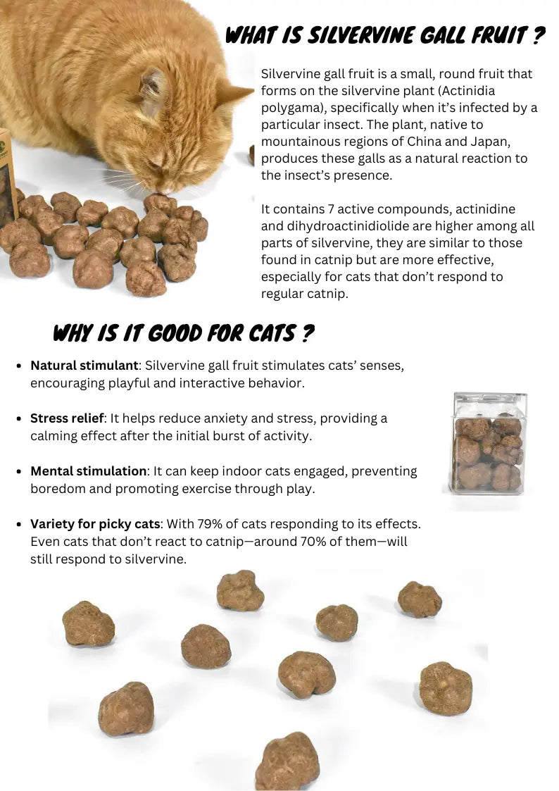 Freeze-Dried Silvervine Gall Fruits, 20g CATWANT