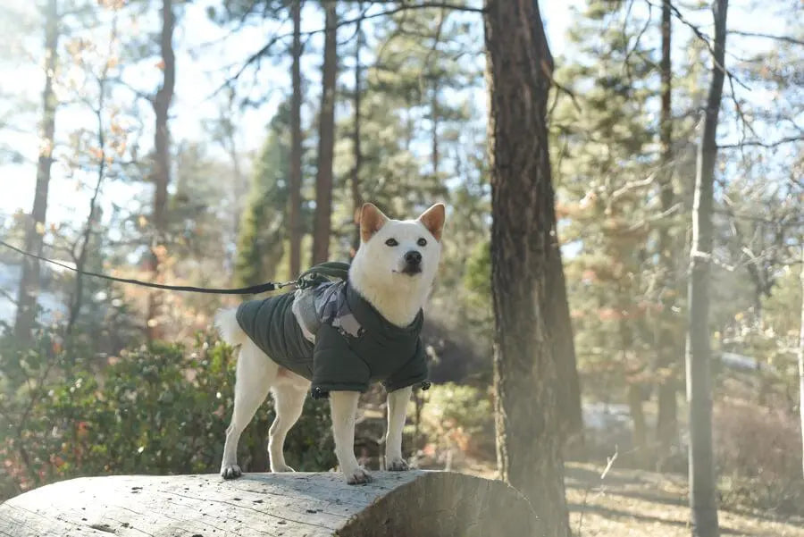 Gooby - Mountaineer Jacket Camo for Dogs - PAWMART.ca