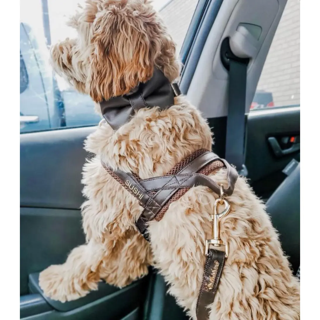 Grizzly Brown Collar Puccissimé Pet Couture