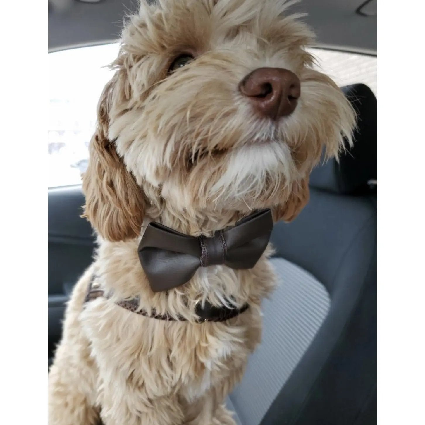 Grizzly Brown Collar Puccissimé Pet Couture