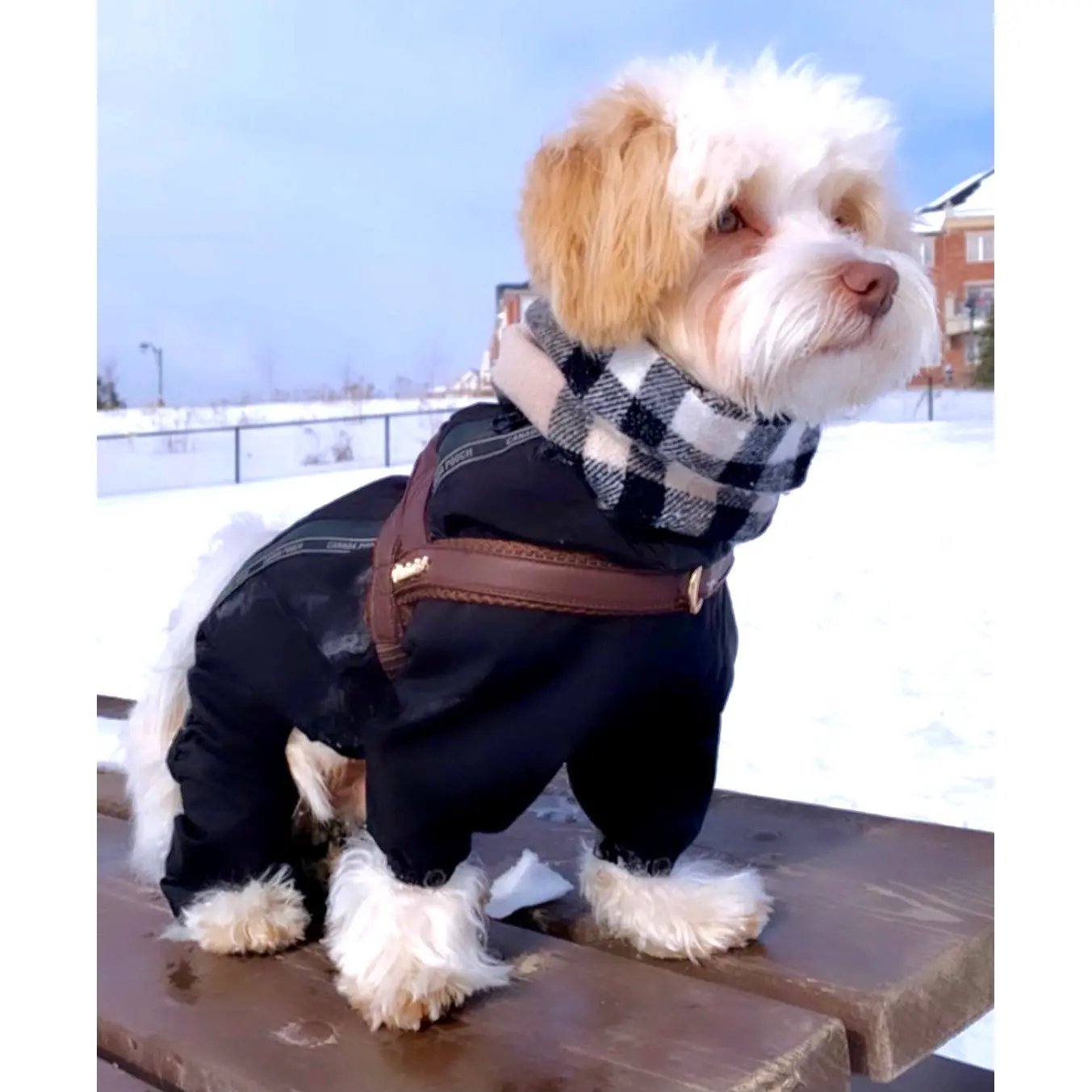 Grizzly One-Click Dog Harness Puccissimé Pet Couture