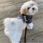 Grizzly One-Click Dog Harness Puccissimé Pet Couture