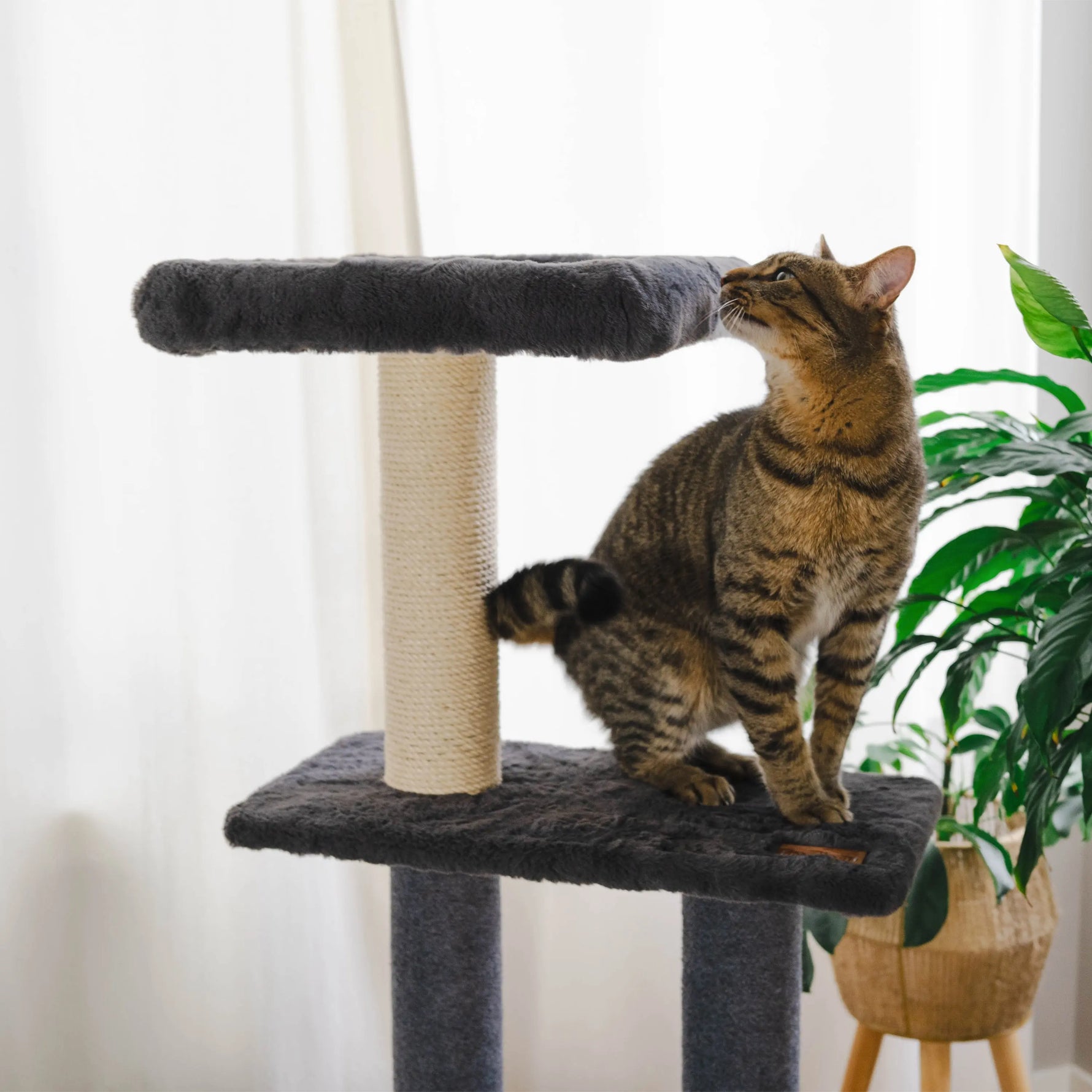 Hut Hideout - Deluxe 3-Level Cat Tree Noba Animal Co.