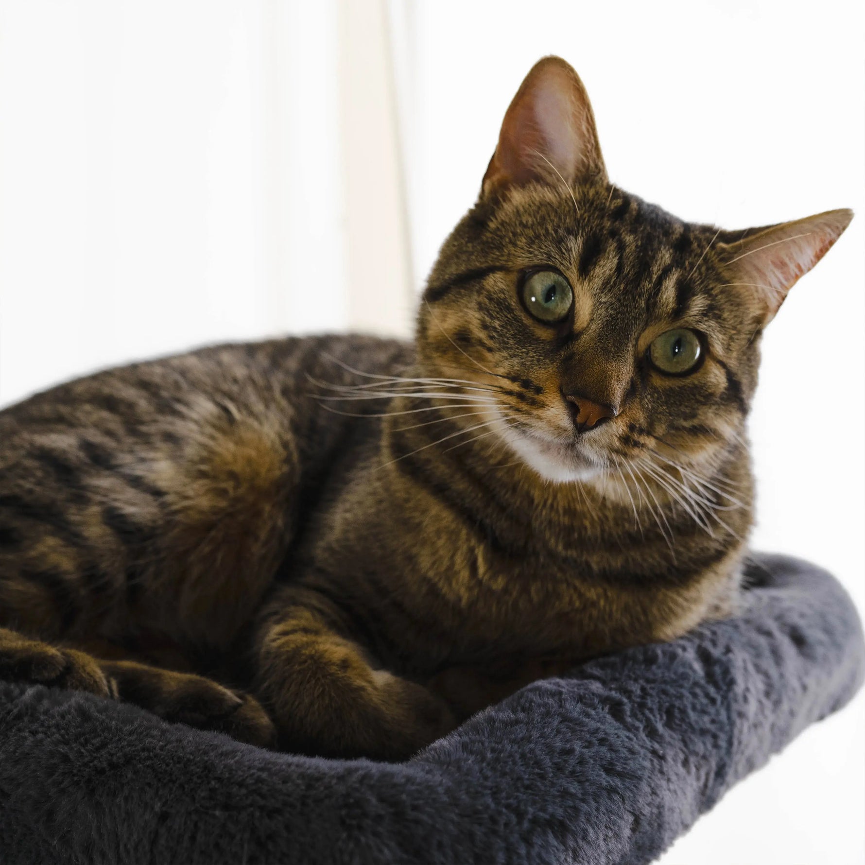 Hut Hideout - Deluxe 3-Level Cat Tree Noba Animal Co.