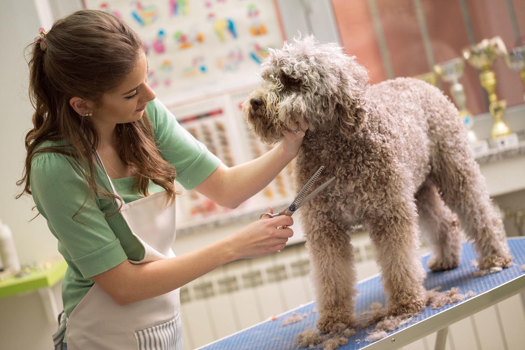 Professional dog grooming at PAWMART in Toronto
