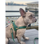 Jade One-Click Dog Harness Puccissimé Pet Couture
