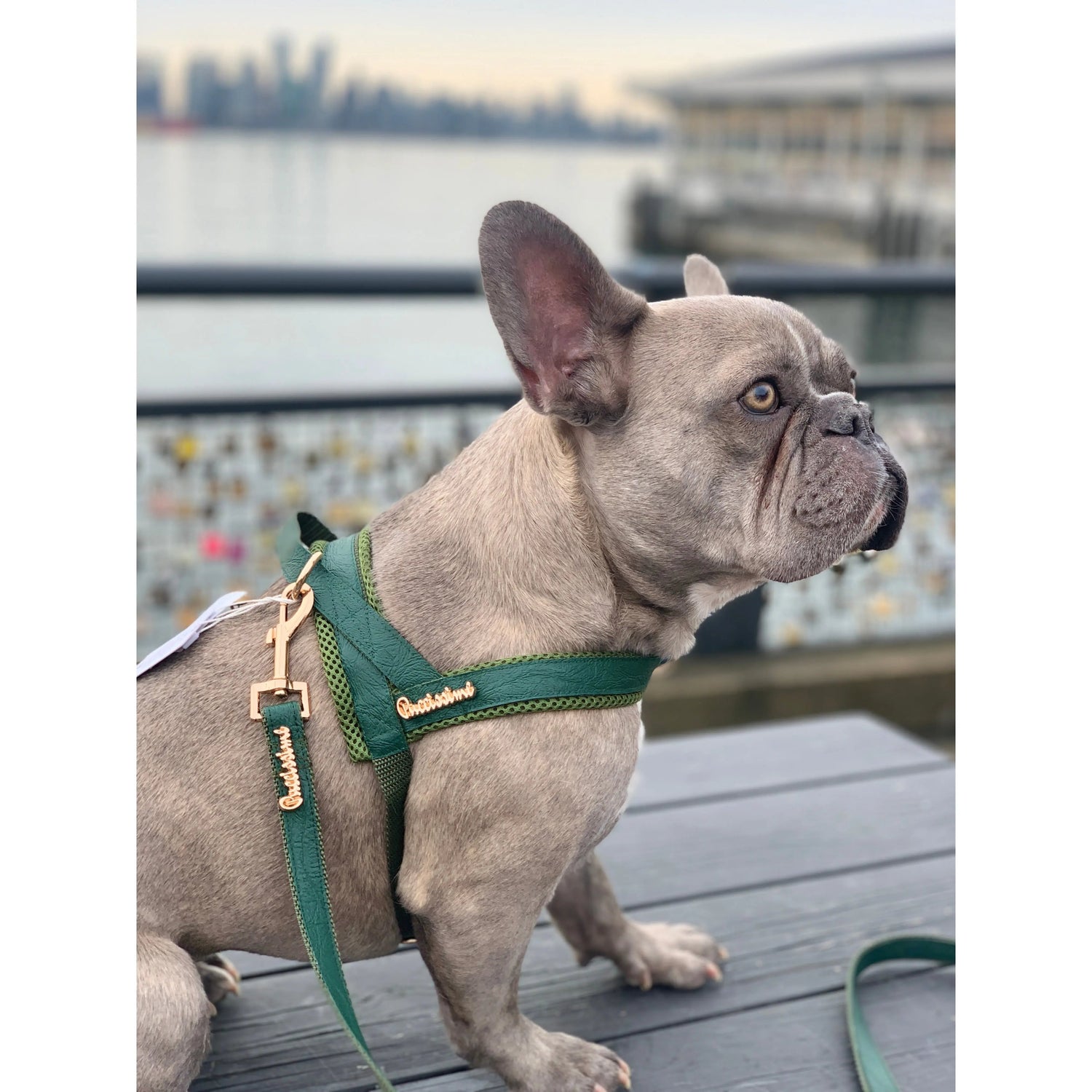 Jade One-Click Dog Harness Puccissimé Pet Couture
