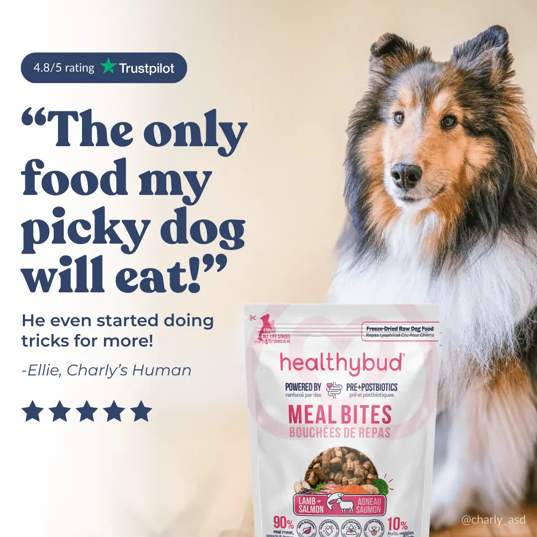 Lamb + Salmon Meal Bites healthybud
