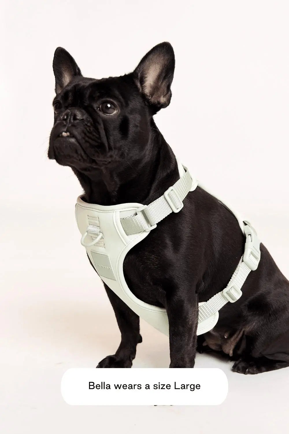 MAXBONE - Double Panel Harness for Dogs - PAWMART.ca