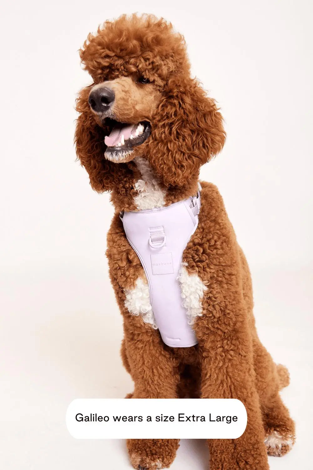 MAXBONE - Double Panel Harness for Dogs - PAWMART.ca Canadian Pet Store & Pet Grooming