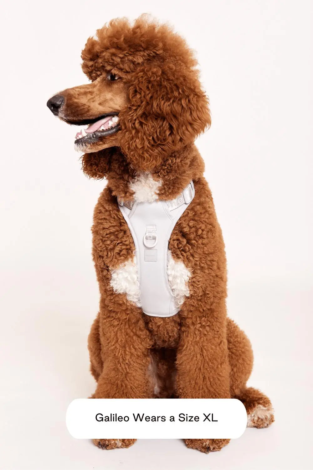 MAXBONE - Easy Fit Harness for Dogs MAXBONE