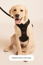 MAXBONE - Easy Fit Harness for Dogs MAXBONE