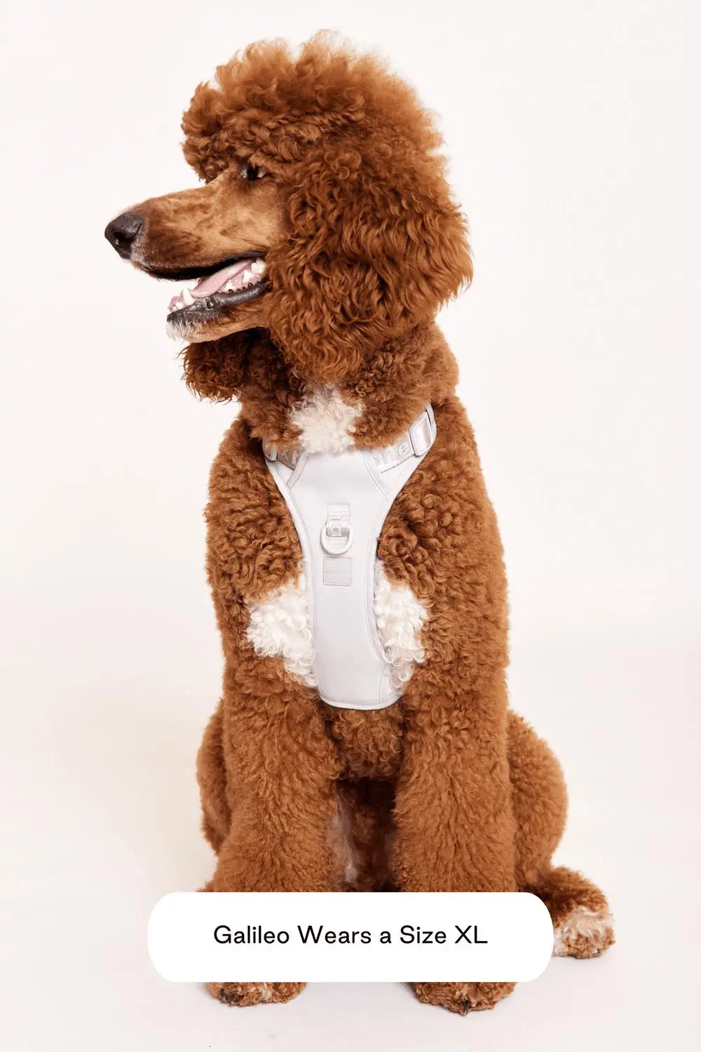 MAXBONE - Easy Fit Harness for Dogs - PAWMART.ca