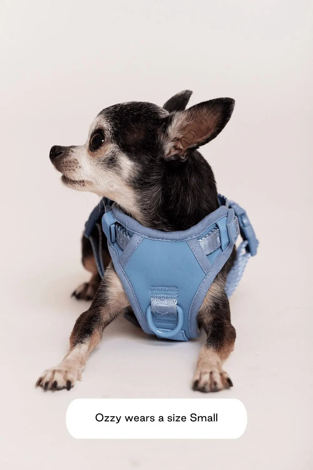 MAXBONE - Easy Fit Harness for Dogs - PAWMART.ca