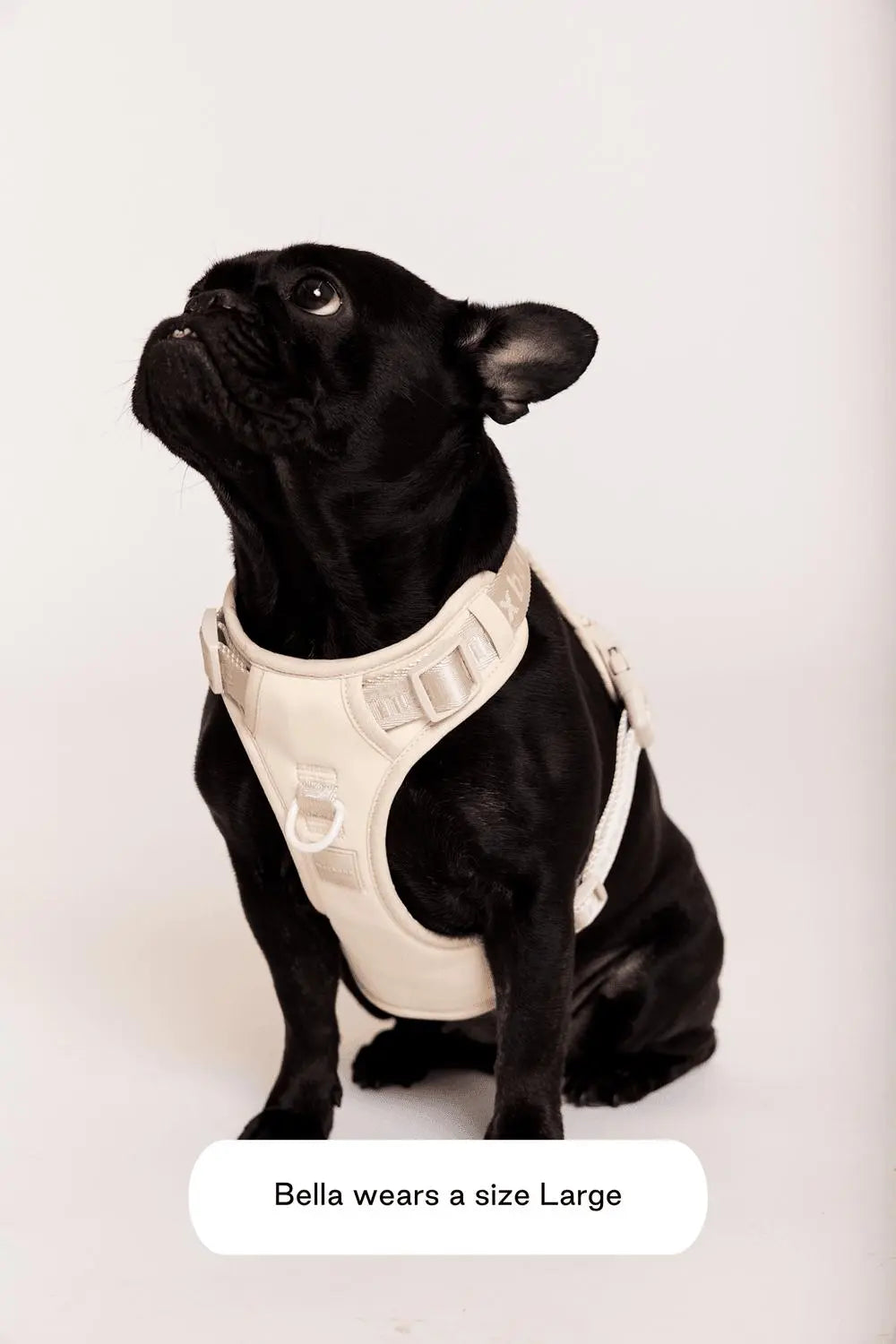 MAXBONE - Easy Fit Harness for Dogs - PAWMART.ca