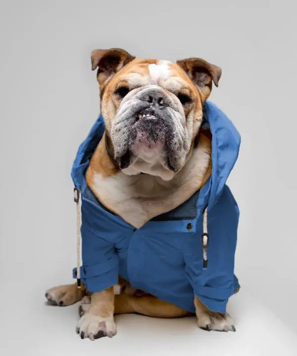 MAXBONE - GLOW! Reflective Outdoor Jacket for Dogs MAXBONE