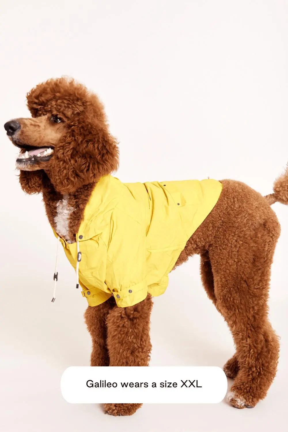 MAXBONE - Talon Raincoat for Dogs MAXBONE