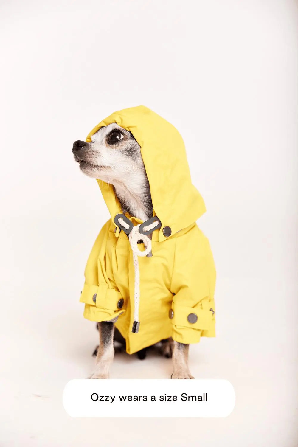 MAXBONE - Talon Raincoat for Dogs MAXBONE