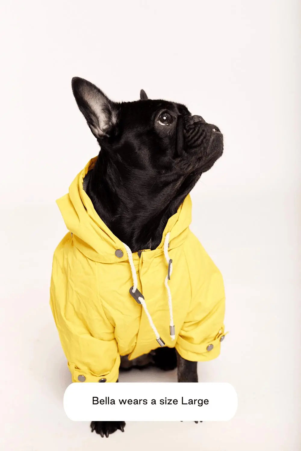 MAXBONE - Talon Raincoat for Dogs - PAWMART.ca