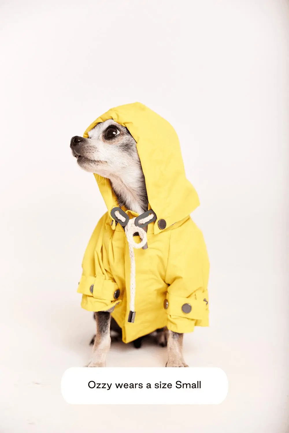 MAXBONE - Talon Raincoat for Dogs - PAWMART.ca