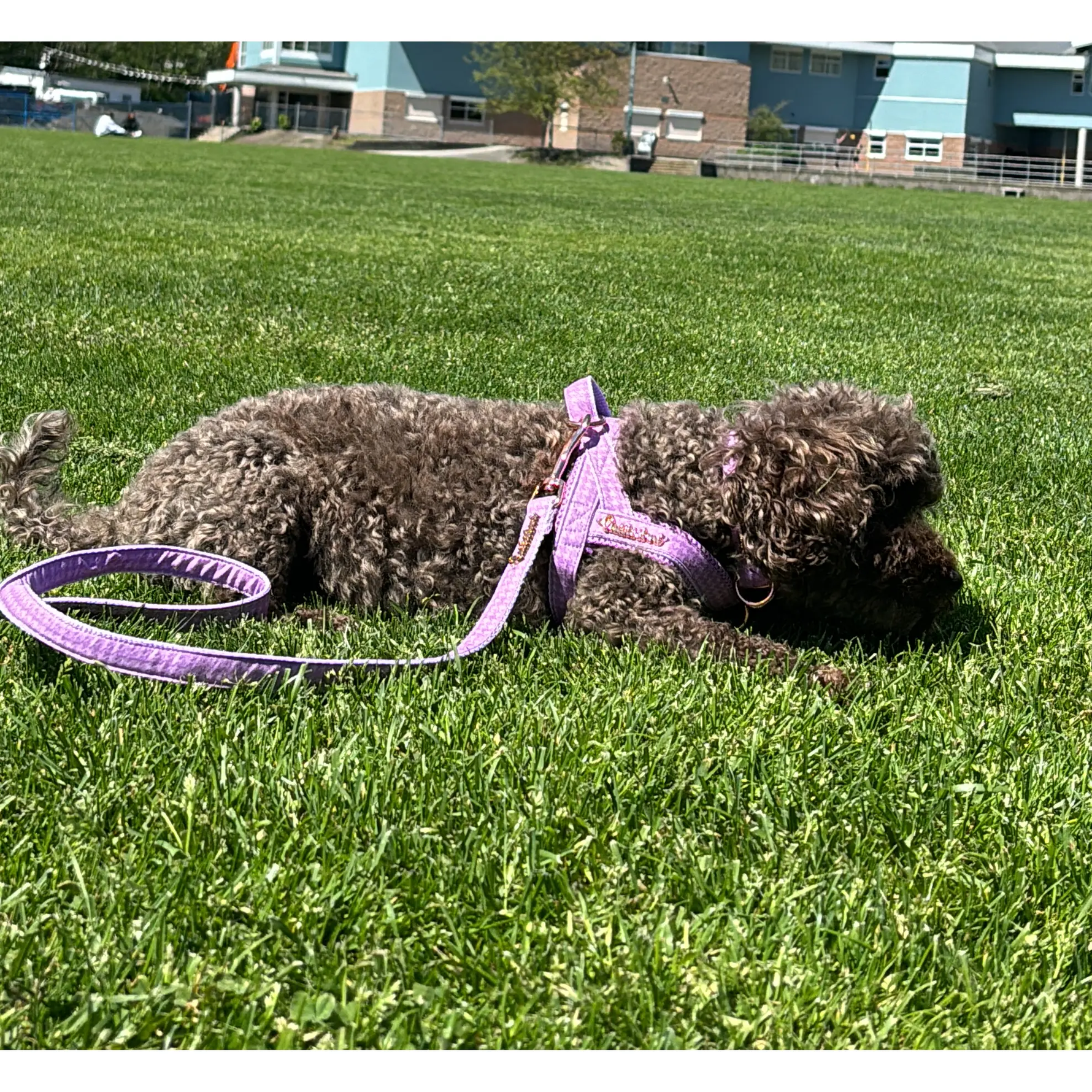 Mauve Leash with hands-free extension Puccissimé Pet Couture