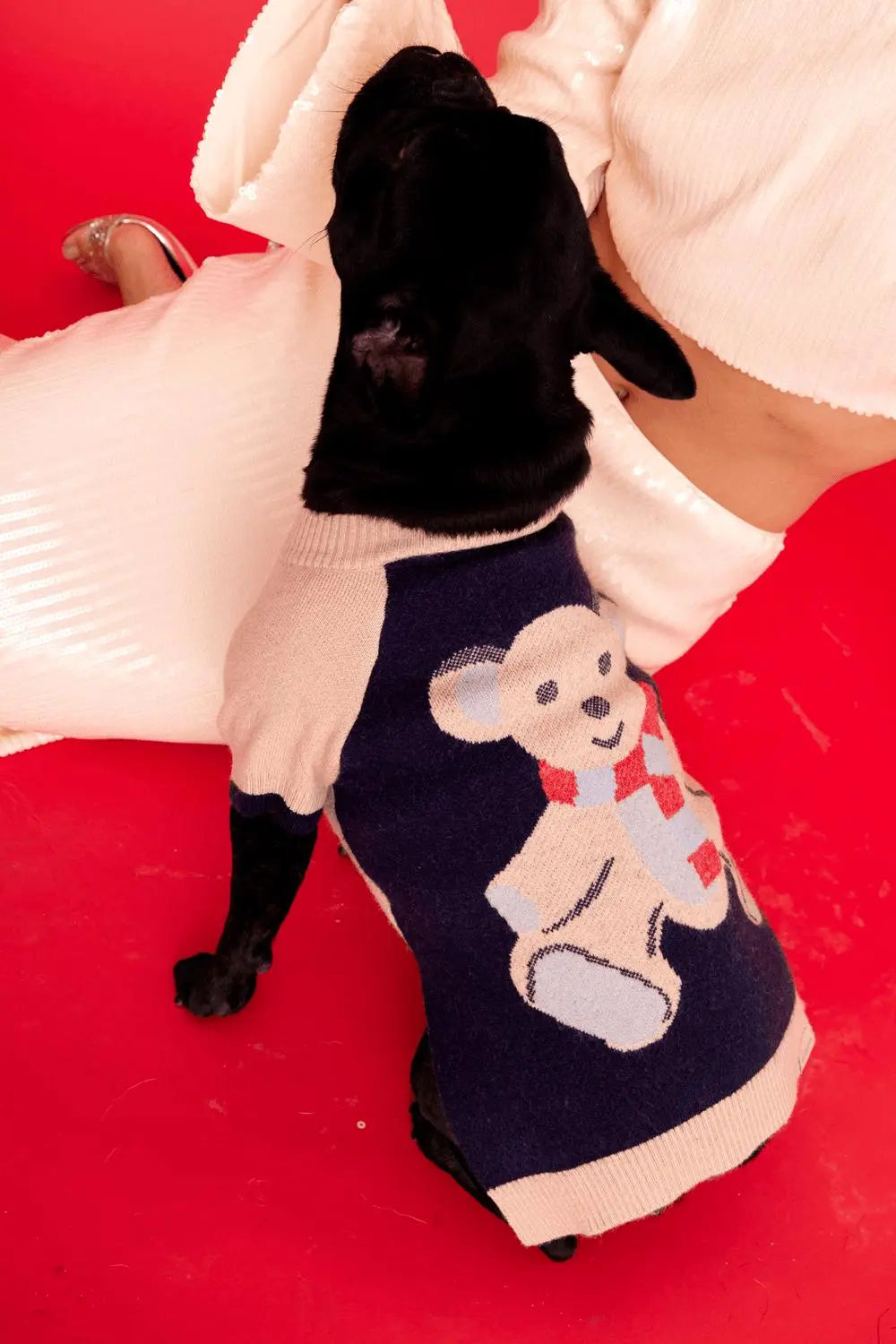 MaxBone - Teddy Raglan Jumper - Sweater For Dog MAXBONE