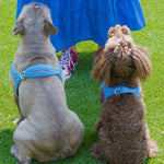 Maya Blue One-Click Dog Harness Puccissimé Pet Couture