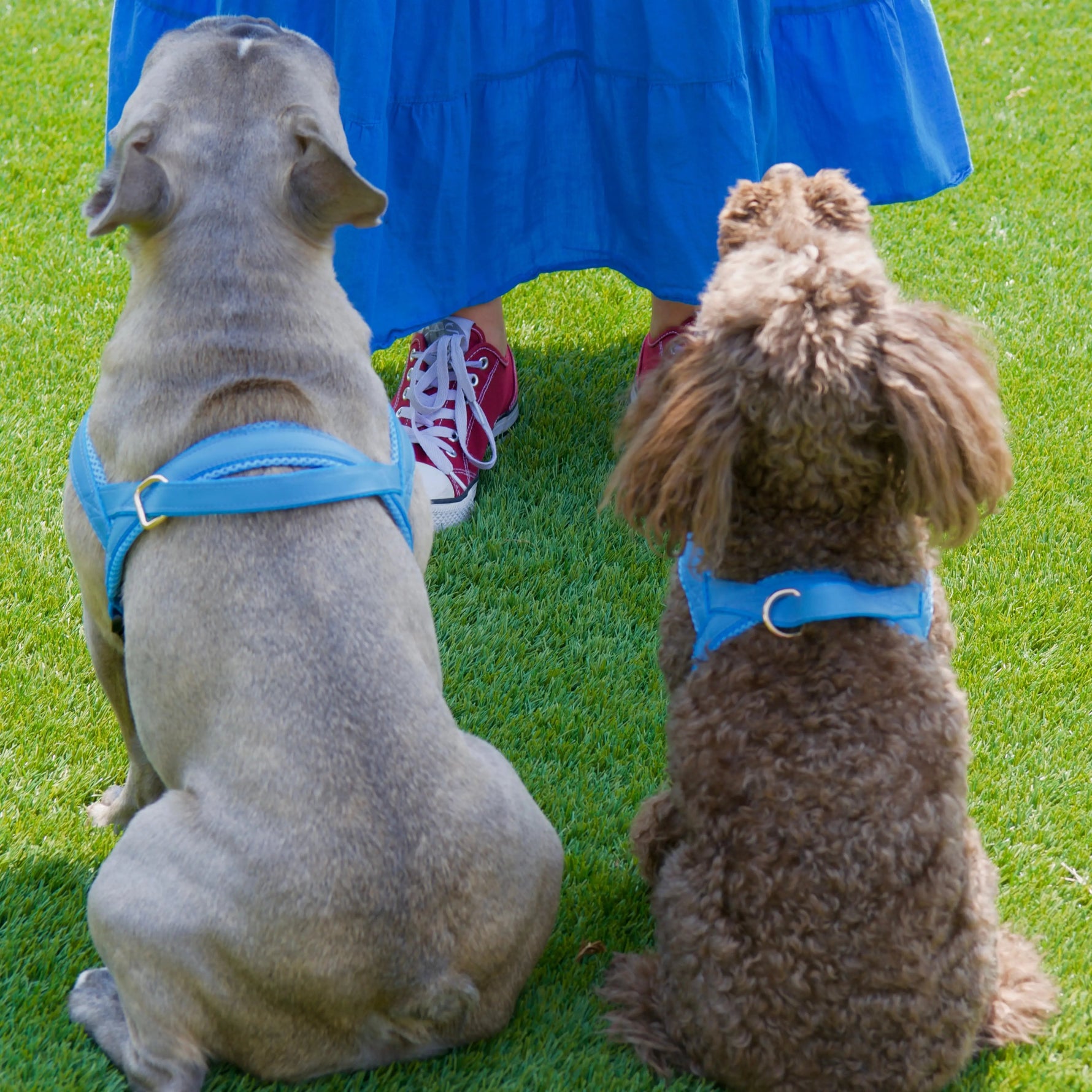 Maya Blue One-Click Dog Harness Puccissimé Pet Couture