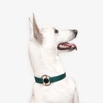 Merci Collective - Luxury Spill- Proof Dog Collar Embedded with Healing Crystal - PAWMART.ca