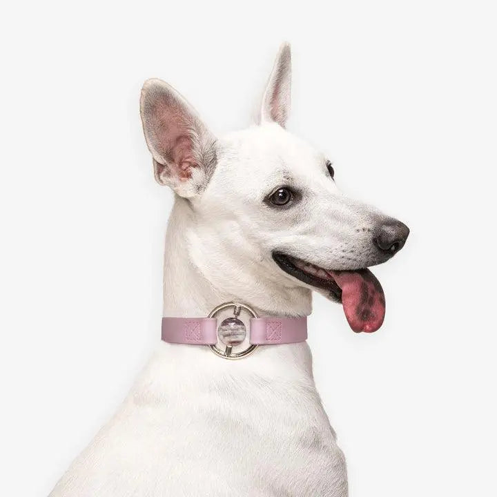 Merci Collective - Luxury Spill- Proof Dog Collar Embedded with Healing Crystal - PAWMART.ca