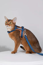 Momopets™ BOBO Series – Premium Cat Leather H-Harness Set Momo Pets