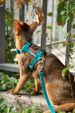 Momopets™ BOBO Series – Premium Cat Leather H-Harness Set Momo Pets