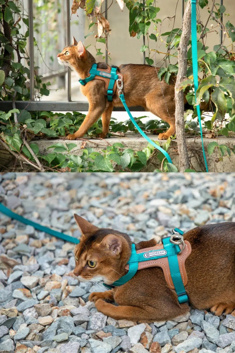 Momopets™ BOBO Series – Premium Cat Leather H-Harness Set Momo Pets