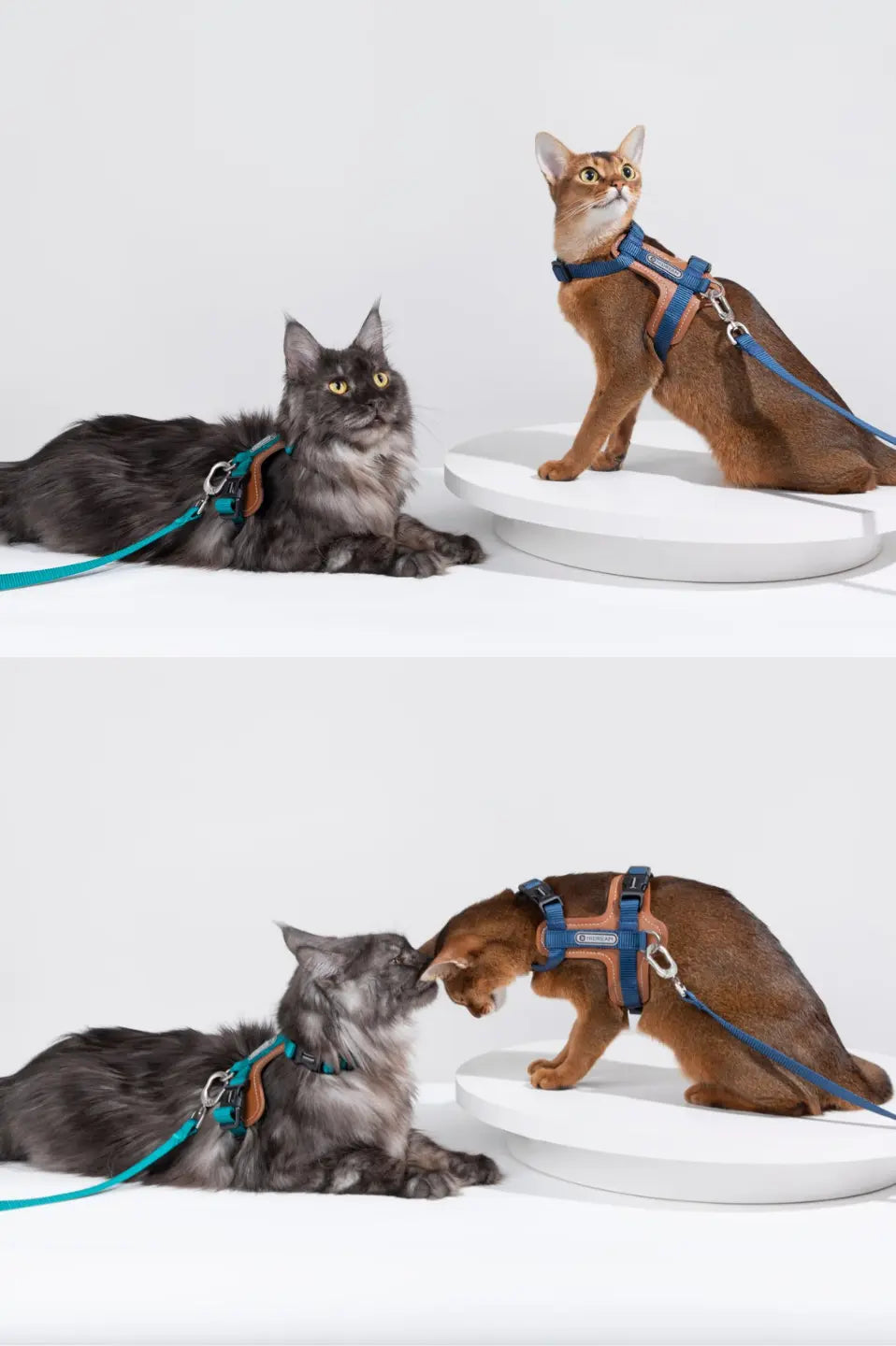 Momopets™ BOBO Series – Premium Cat Leather H-Harness Set Momo Pets