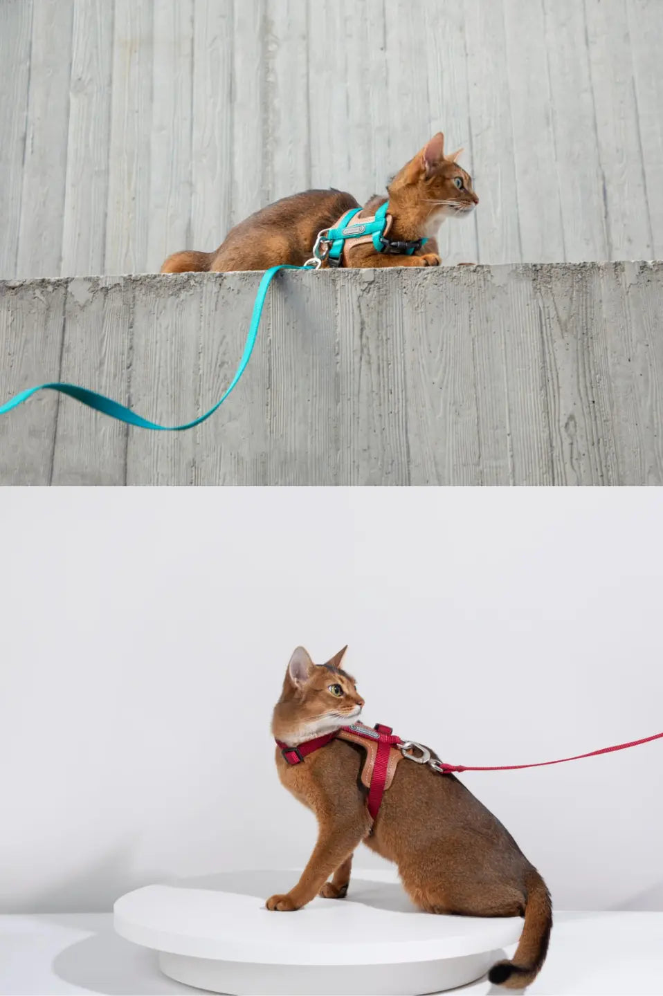 Momopets™ BOBO Series – Premium Cat Leather H-Harness Set Momo Pets