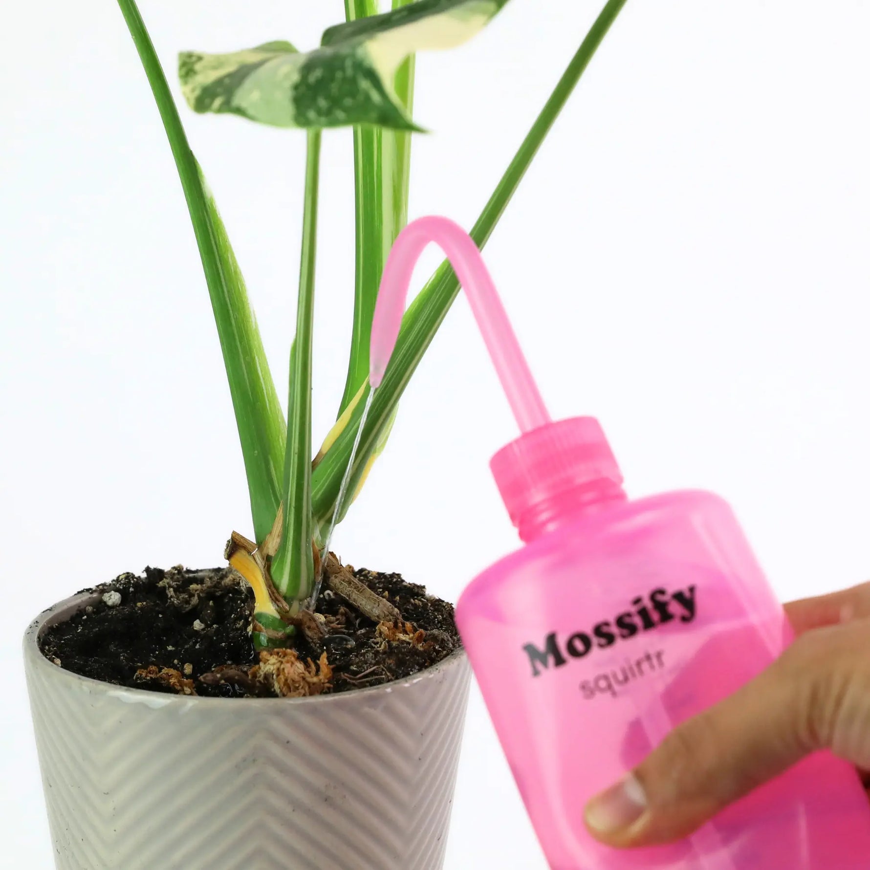 Mossify squirtr Mossify
