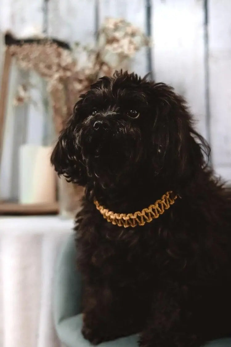 Ember & Ivory - Black/Mustard Leather & Macrame Collar - PAWMART.ca