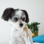 My Baby Boy Collar Puccissimé Pet Couture